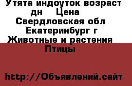 Утята индоуток возраст 10 дн. › Цена ­ 250 - Свердловская обл., Екатеринбург г. Животные и растения » Птицы   